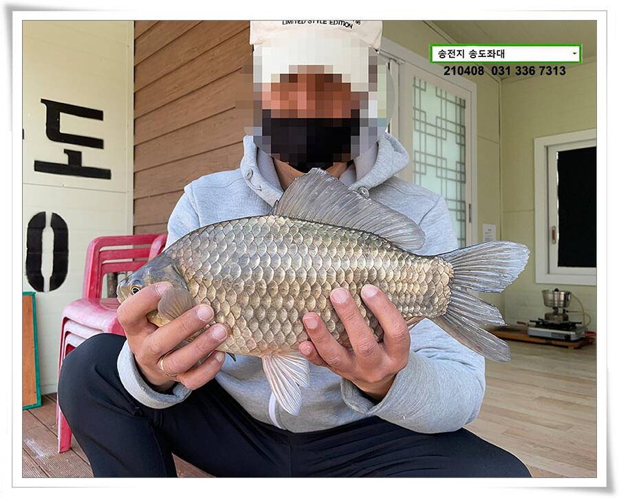 4짜 두 마리 몰고 감송전지 송도좌대 조황 (유료터정보 - 유료터점주조황)