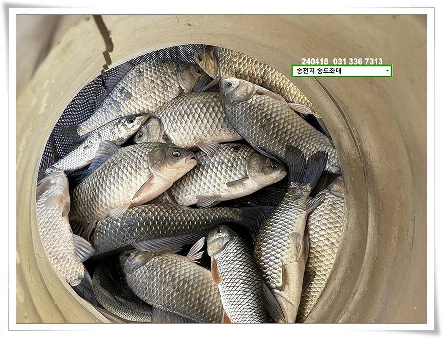 꽃가루에 4짜 (유료터정보 - 유료터점주조황)