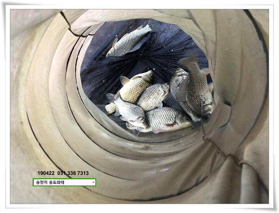 마릿수와 꽝의 차이 (유료터정보 - 유료터점주조황)