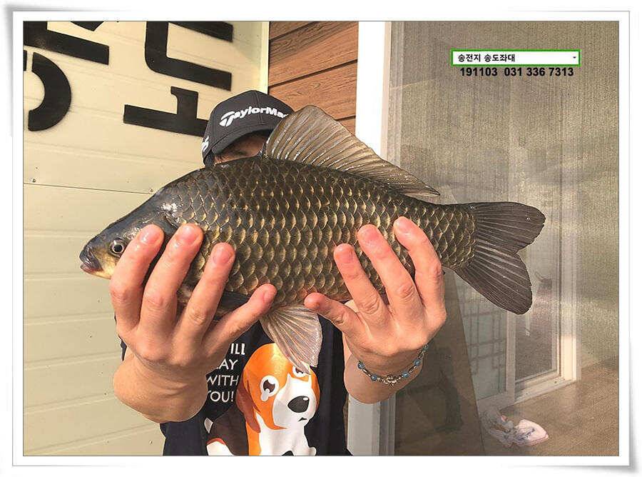 시즌 막바지 (유료터정보 - 유료터점주조황)