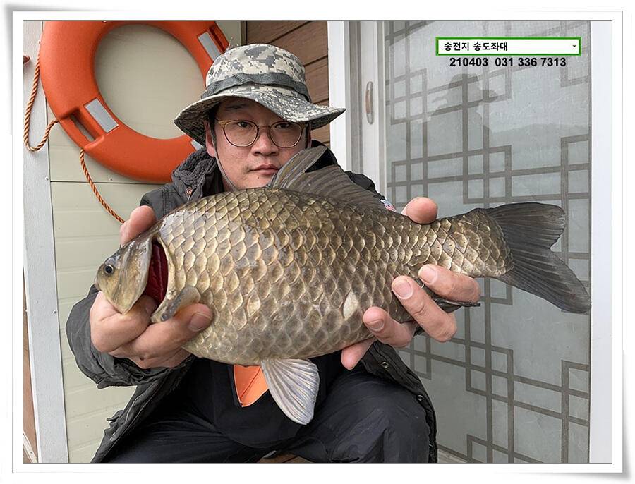 매일 그대와 송전지 송전낚시터 송도좌대 조황 (유료터정보 - 유료터점주조황)
