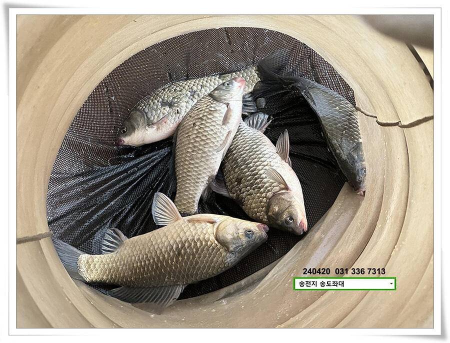 봄 비에 허리급 (유료터정보 - 유료터점주조황)