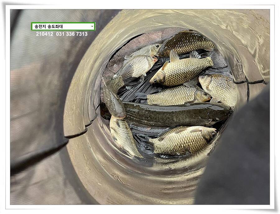 435cm송전지 송도좌대 조황 (유료터정보 - 유료터점주조황)