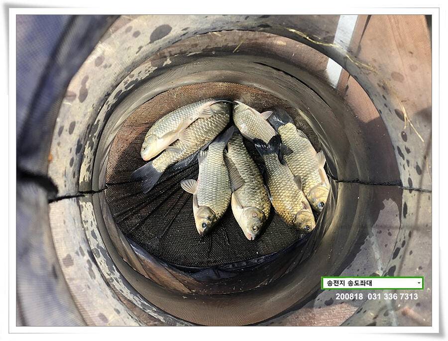 안정세 찾은 송전지 송도좌대 조황 (유료터정보 - 유료터점주조황)