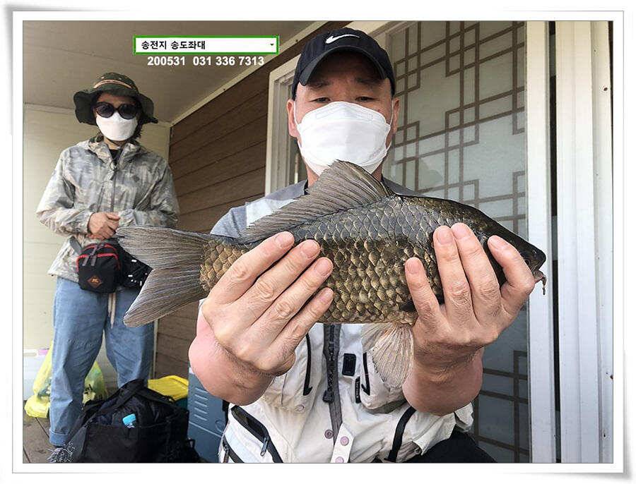 2차 직딩의 난송전지 송도좌대 조황 (유료터정보 - 유료터점주조황)