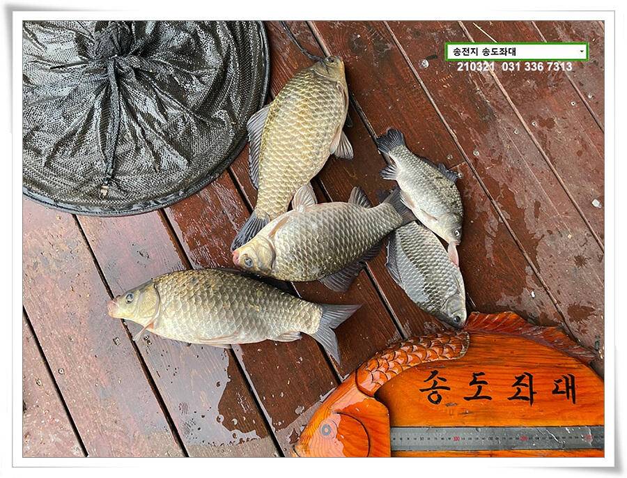 화려한 철수송전지 송도좌대 조황 (유료터정보 - 유료터점주조황)