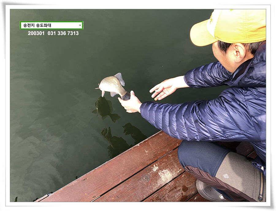 연이은 덩어리 송전지 송도좌대 조황 (유료터정보 - 유료터점주조황)