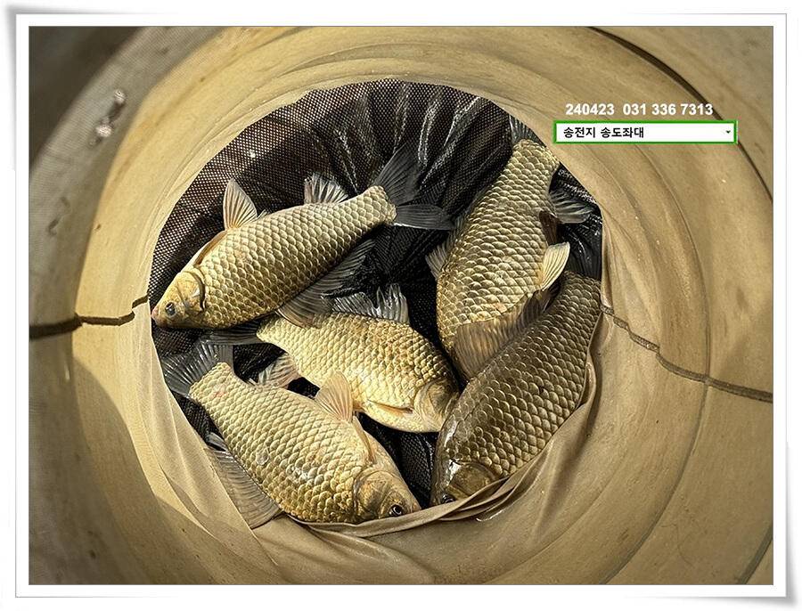 대낮에 한 4짜 (유료터정보 - 유료터점주조황)