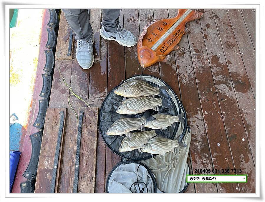 송전지 송전낚시터 송도좌대 조황 (유료터정보 - 유료터점주조황)