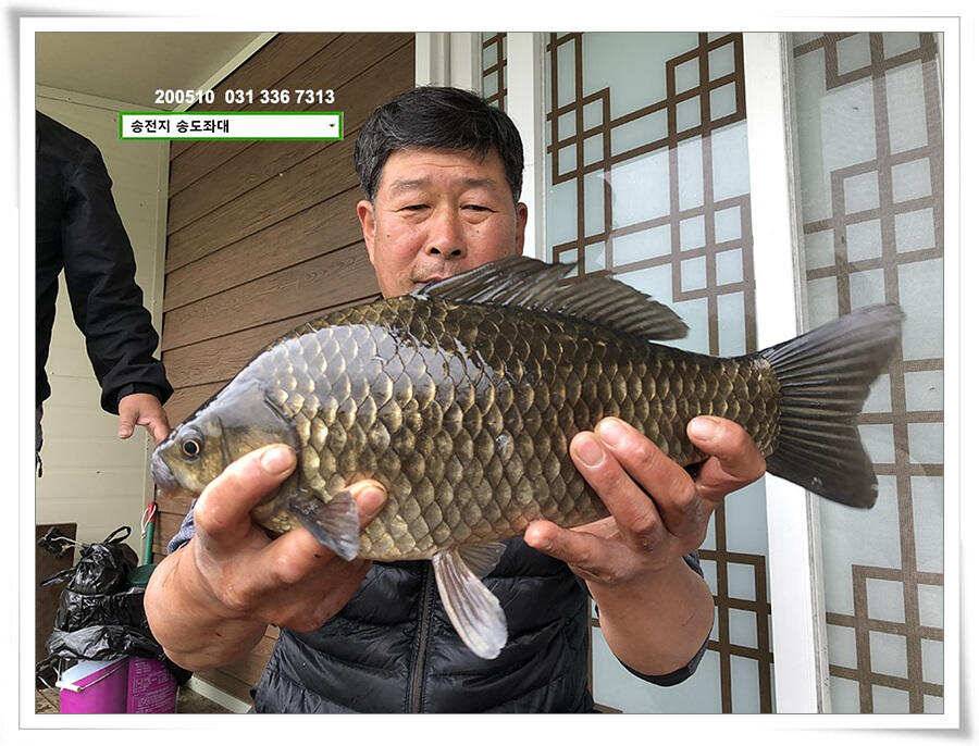 악재에 4짜송전지 송도좌대 조황 (유료터정보 - 유료터점주조황)