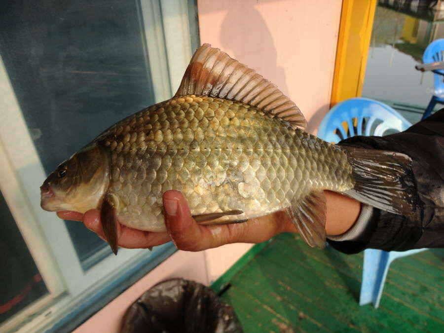 유료터정보 > 유료터점주조황 > 토종월척 32cm ......