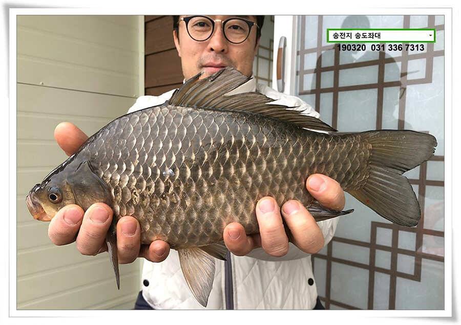 송전낚시터 송도좌대 조황 (유료터정보 - 유료터점주조황)