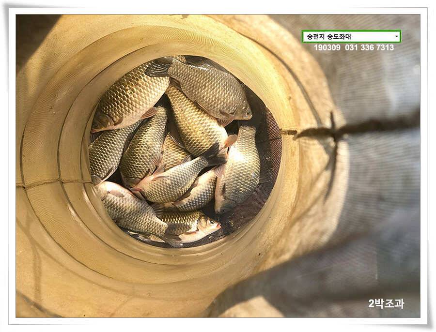 잦아진 허리급 (유료터정보 - 유료터점주조황)