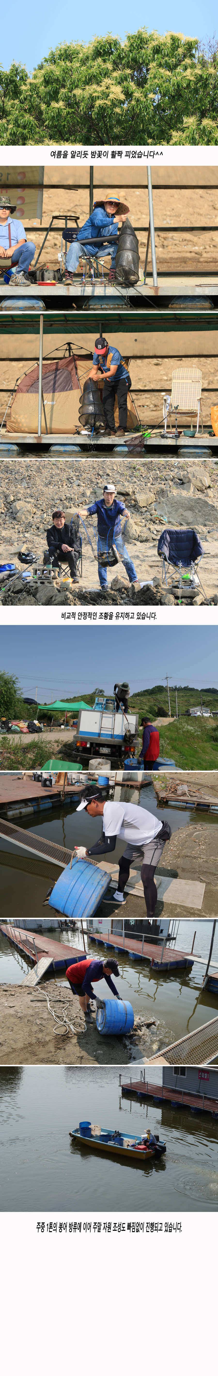 안성 두메낚시터 6월17일 조황안내 (유료터정보 - 유료터점주조황)