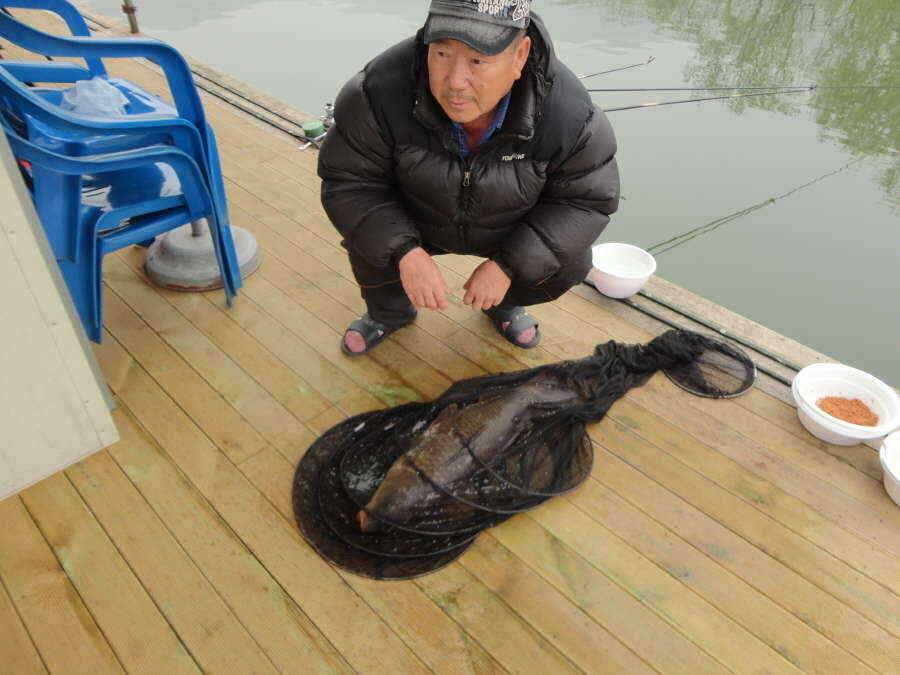 잉어 80cm (유료터정보 - 유료터점주조황)