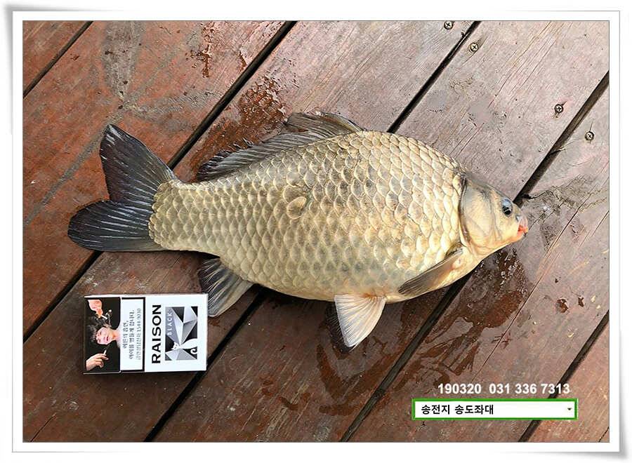 송전낚시터 송도좌대 조황 (유료터정보 - 유료터점주조황)