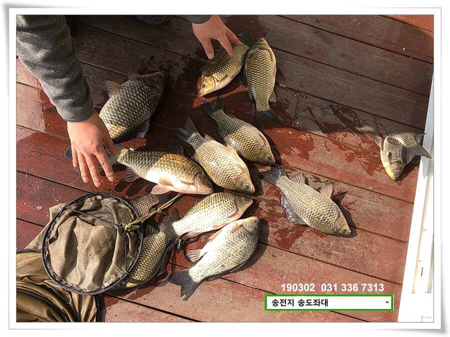 초반러쉬 감행하는 송전지 송도좌대 조황 (유료터정보 - 유료터점주조황)