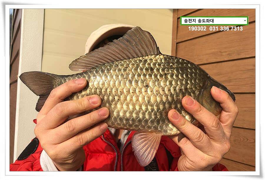초반러쉬 감행하는 송전지 송도좌대 조황 (유료터정보 - 유료터점주조황)