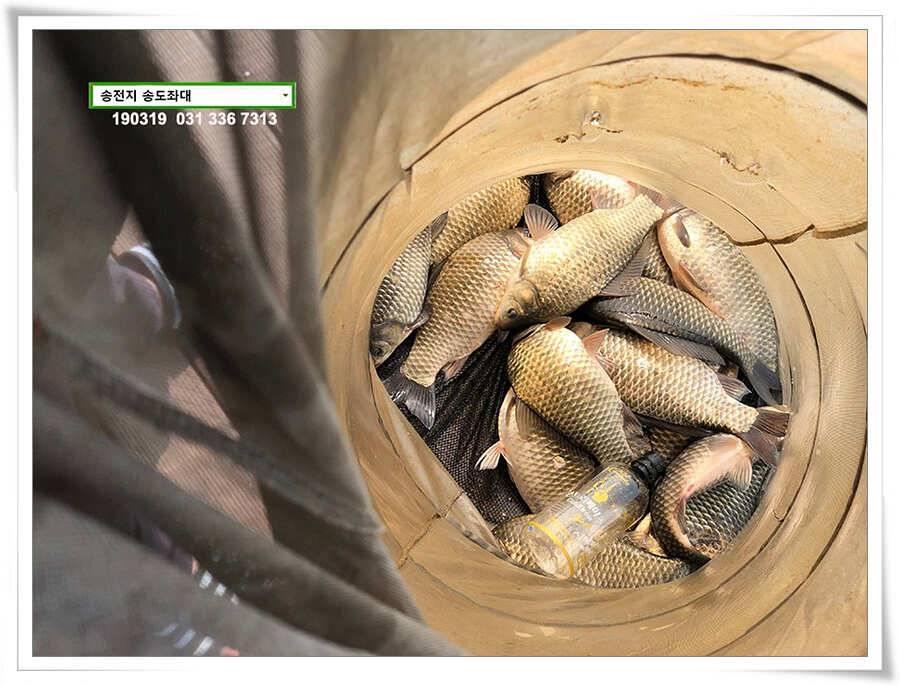 송전지 송도좌대 조황 (유료터정보 - 유료터점주조황)