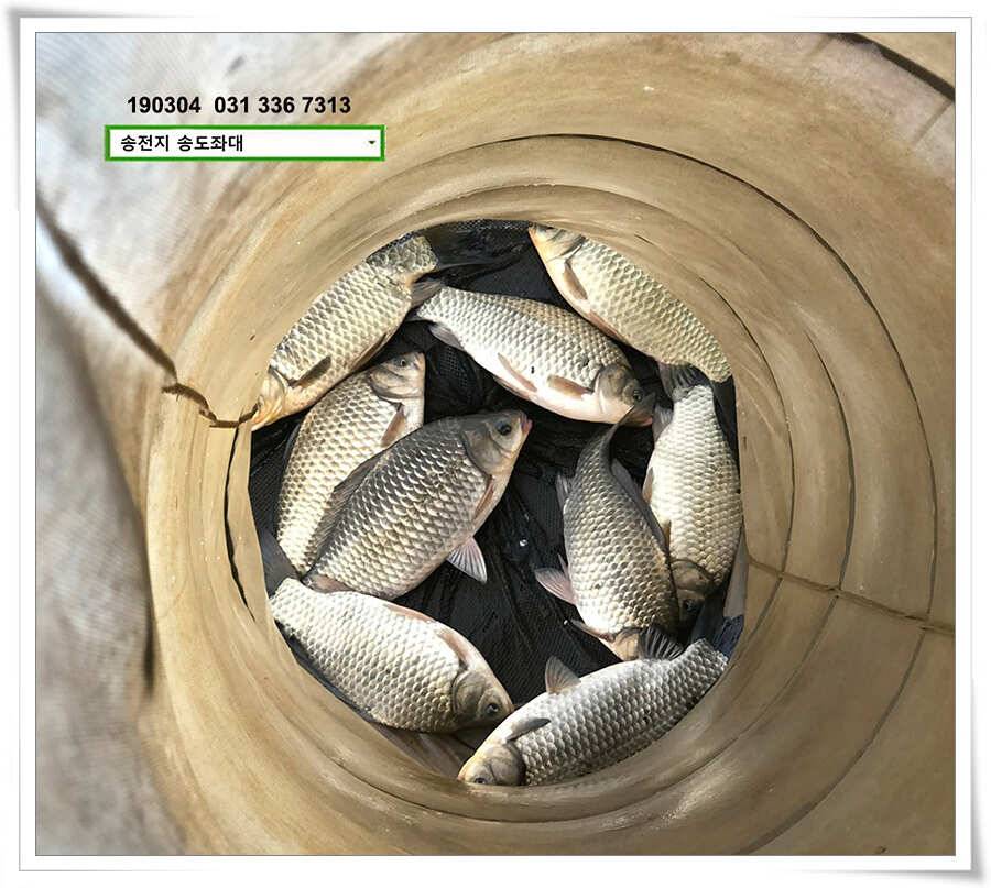 밤이낮져 송전지 송도좌대 조황 (유료터정보 - 유료터점주조황)
