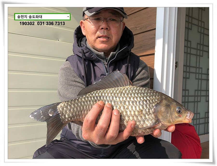 초반러쉬 감행하는 송전지 송도좌대 조황 (유료터정보 - 유료터점주조황)