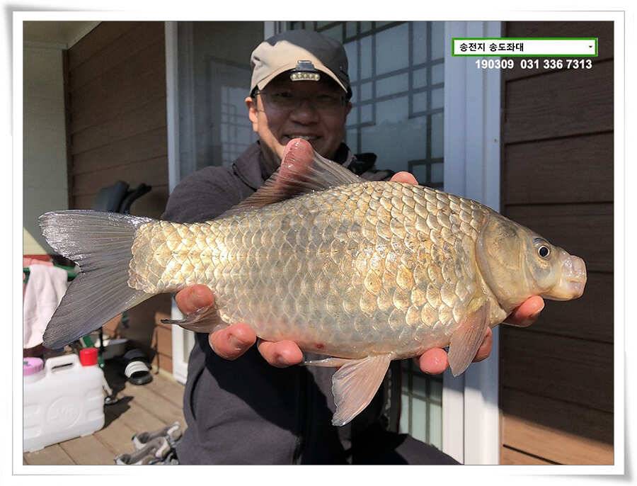잦아진 허리급 (유료터정보 - 유료터점주조황)
