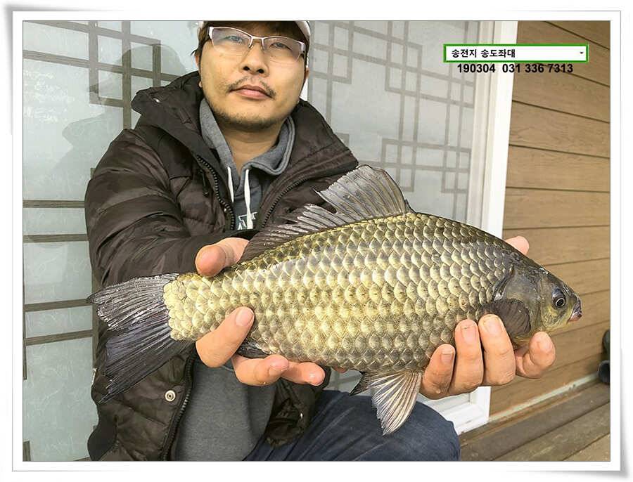 밤이낮져 송전지 송도좌대 조황 (유료터정보 - 유료터점주조황)