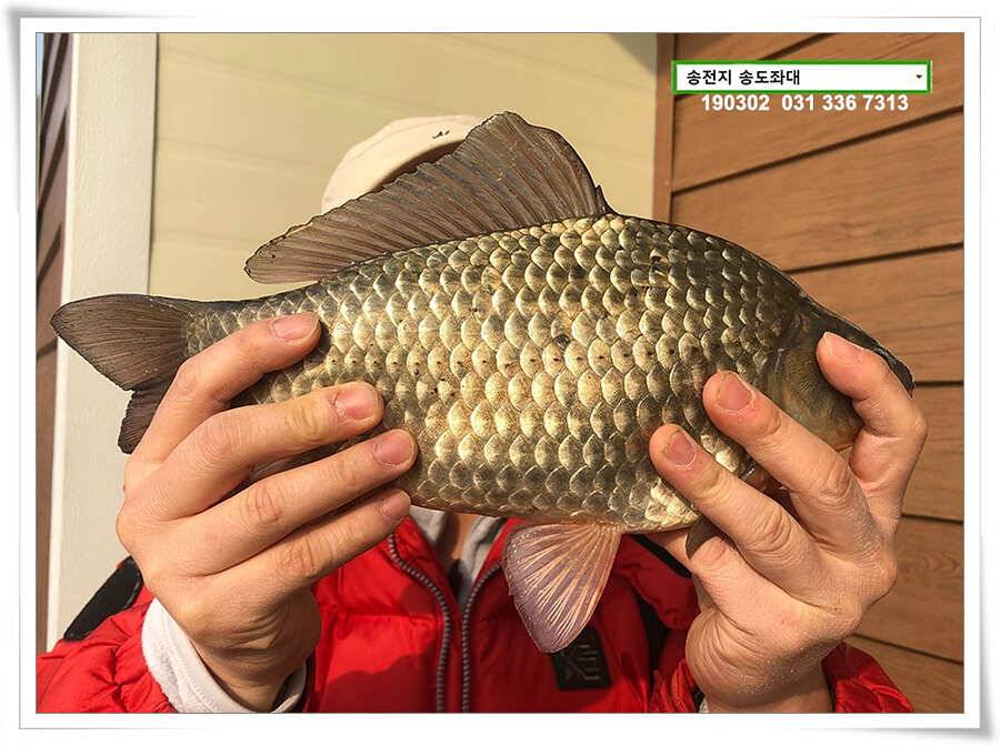 초반러쉬 감행하는 송전지 송도좌대 조황 (유료터정보 - 유료터점주조황)