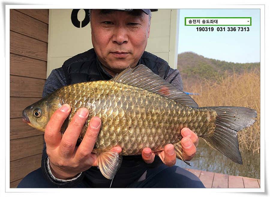 송전지 송도좌대 조황 (유료터정보 - 유료터점주조황)