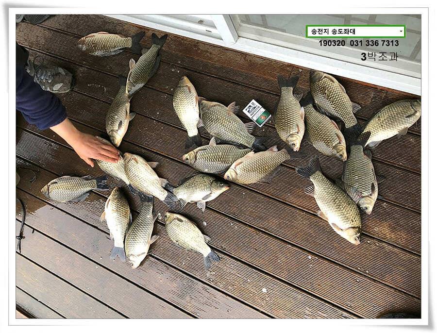 송전낚시터 송도좌대 조황 (유료터정보 - 유료터점주조황)