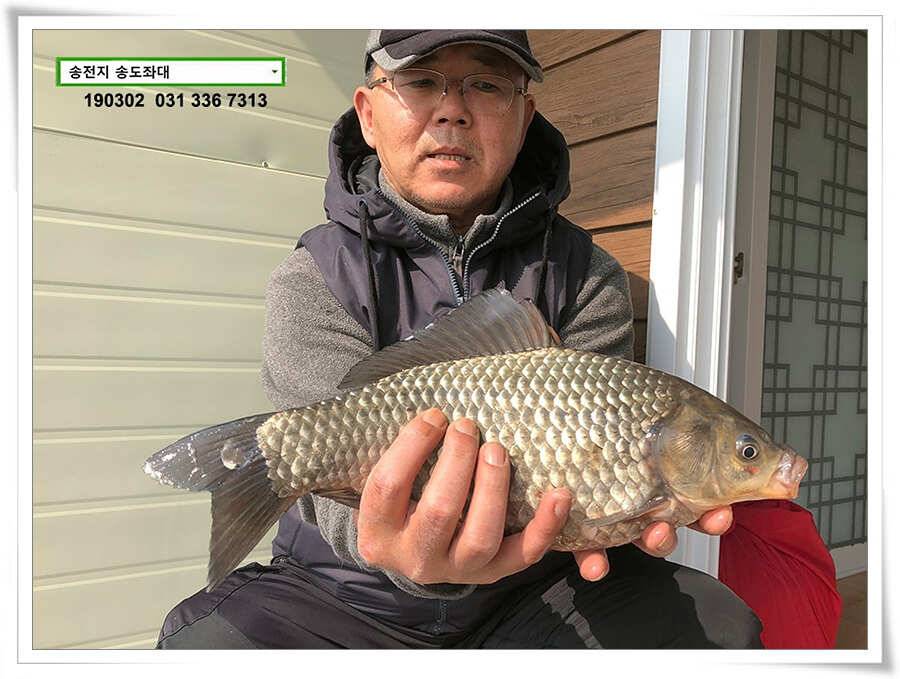 초반러쉬 감행하는 송전지 송도좌대 조황 (유료터정보 - 유료터점주조황)