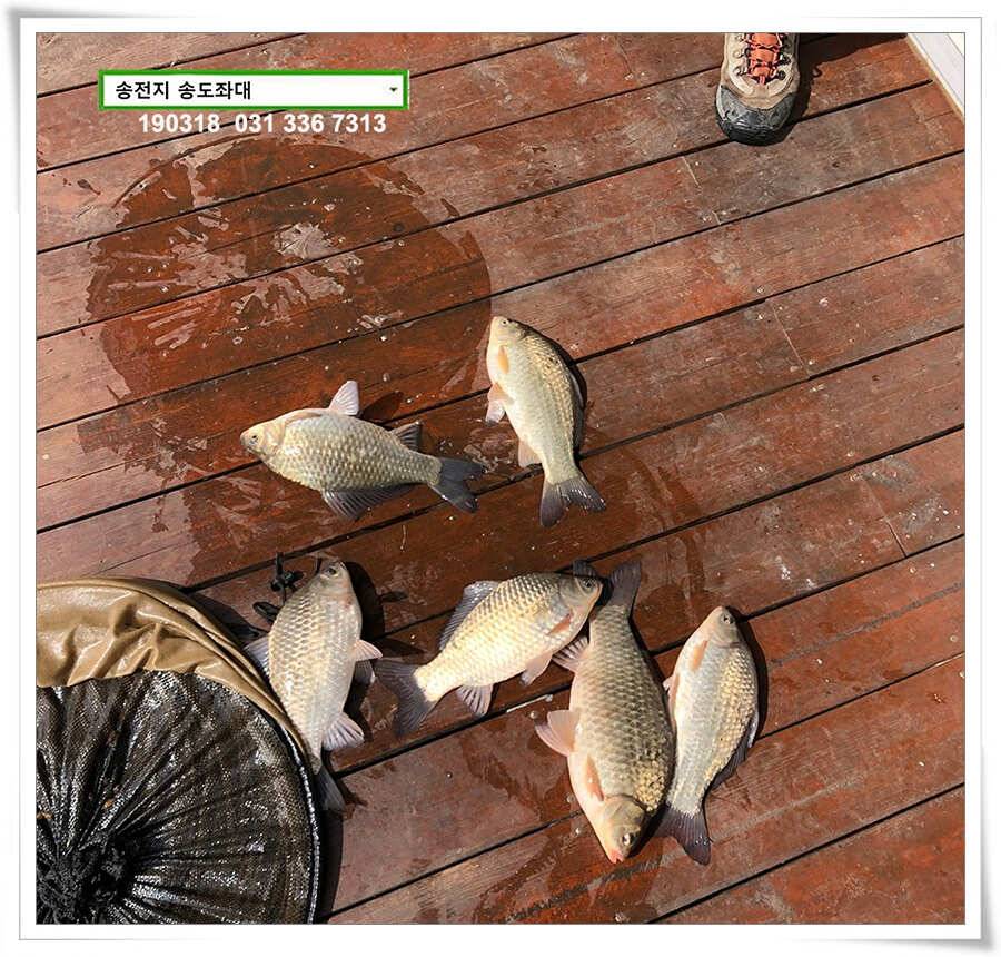 송전지 송도좌대 조황 (유료터정보 - 유료터점주조황)