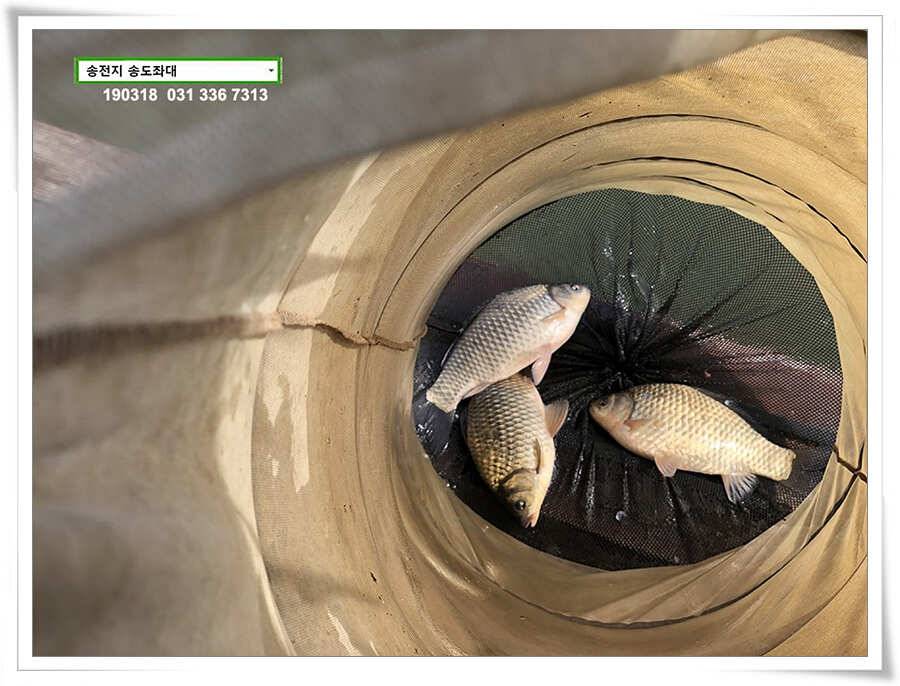송전지 송도좌대 조황 (유료터정보 - 유료터점주조황)