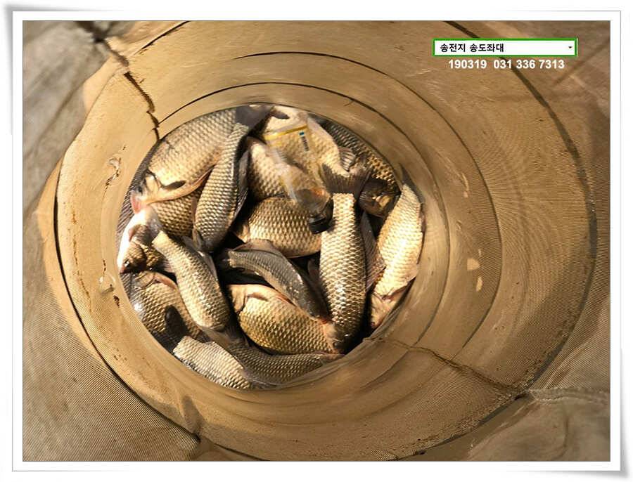 송전지 송도좌대 조황 (유료터정보 - 유료터점주조황)