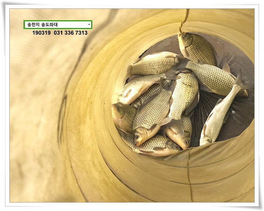 송전지 송도좌대 조황 (유료터정보 - 유료터점주조황)