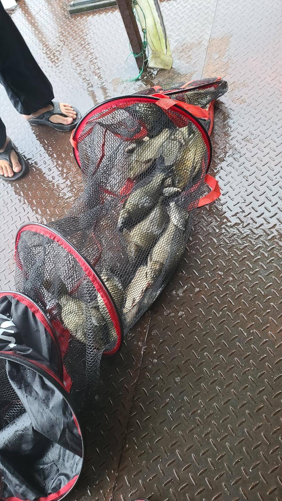 가을에 빠진 통삼 낚시터 입니다 (유료터정보 - 유료터점주조황)