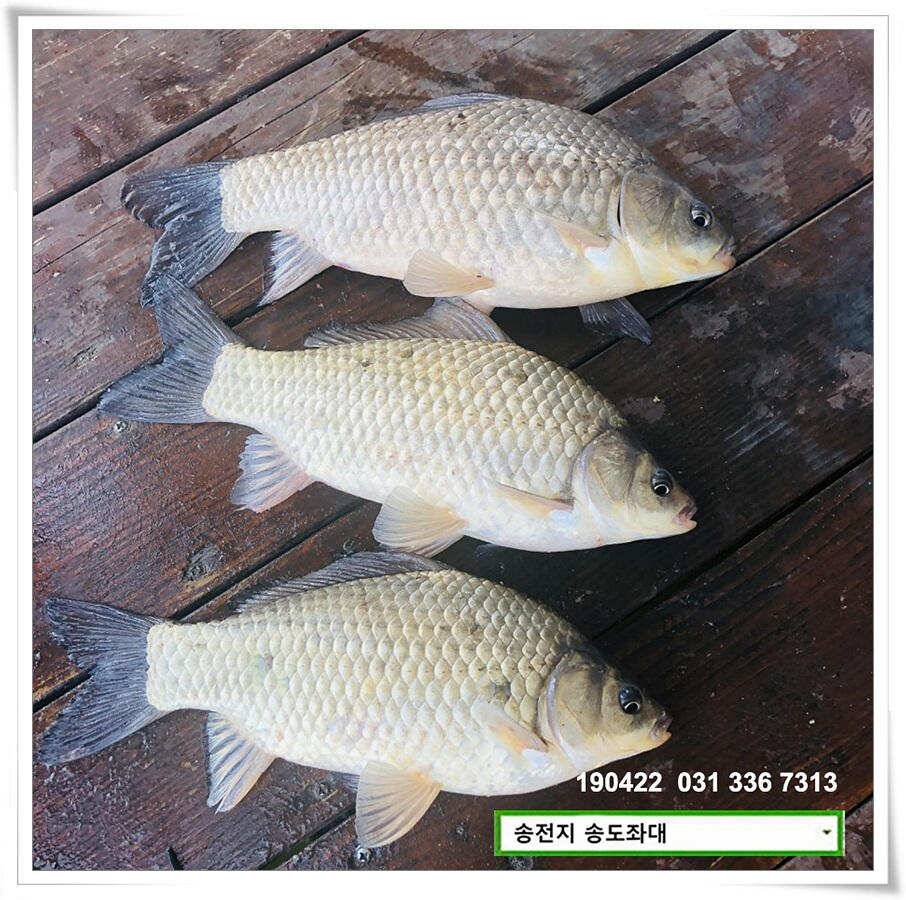 마릿수와 꽝의 차이 (유료터정보 - 유료터점주조황)