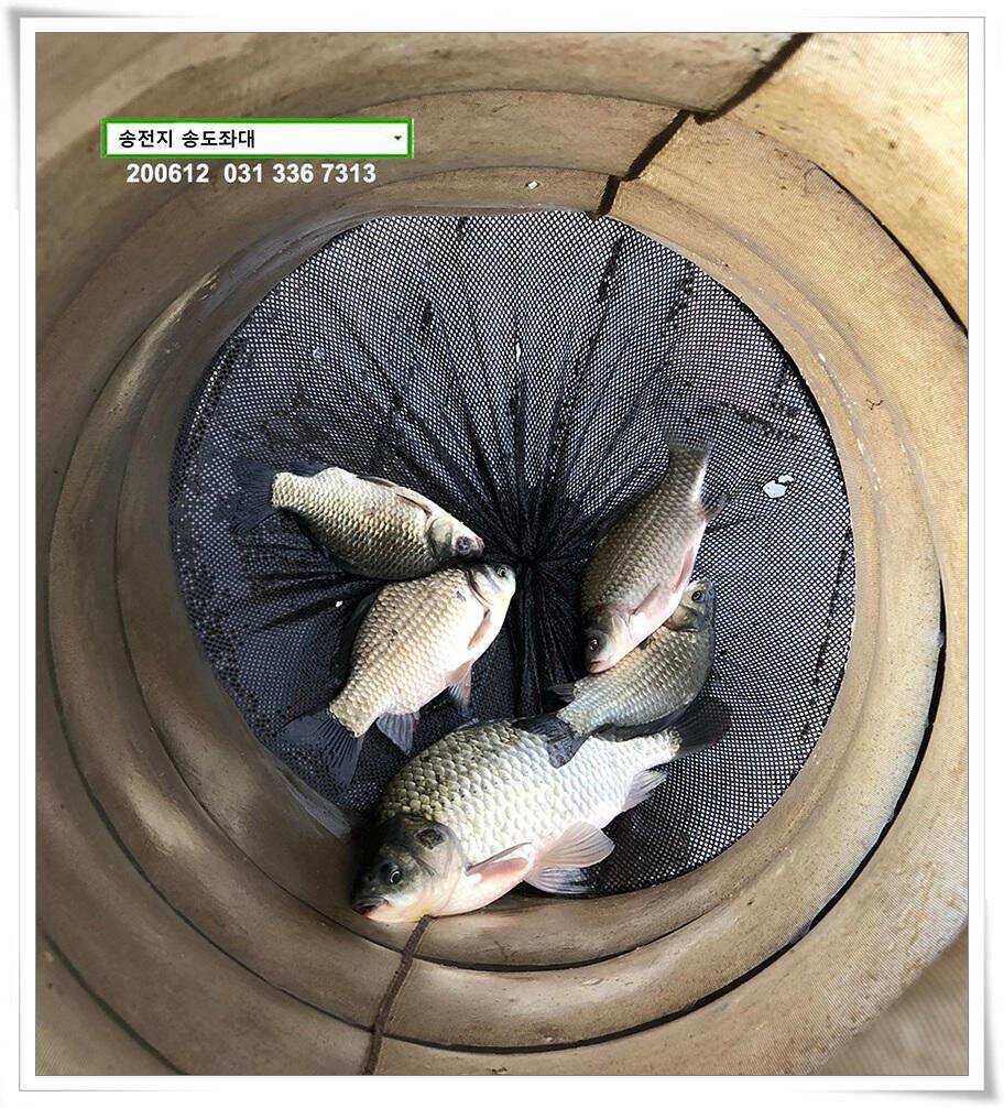 갈수기 전 4짜 송전지 송도집 좌대 조황 (유료터정보 - 유료터점주조황)