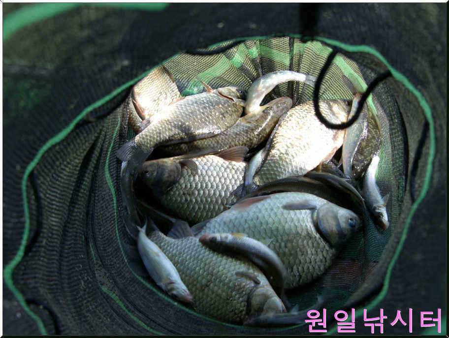 가을문턱에서의 원일조황입니다 (유료터정보 - 유료터점주조황)