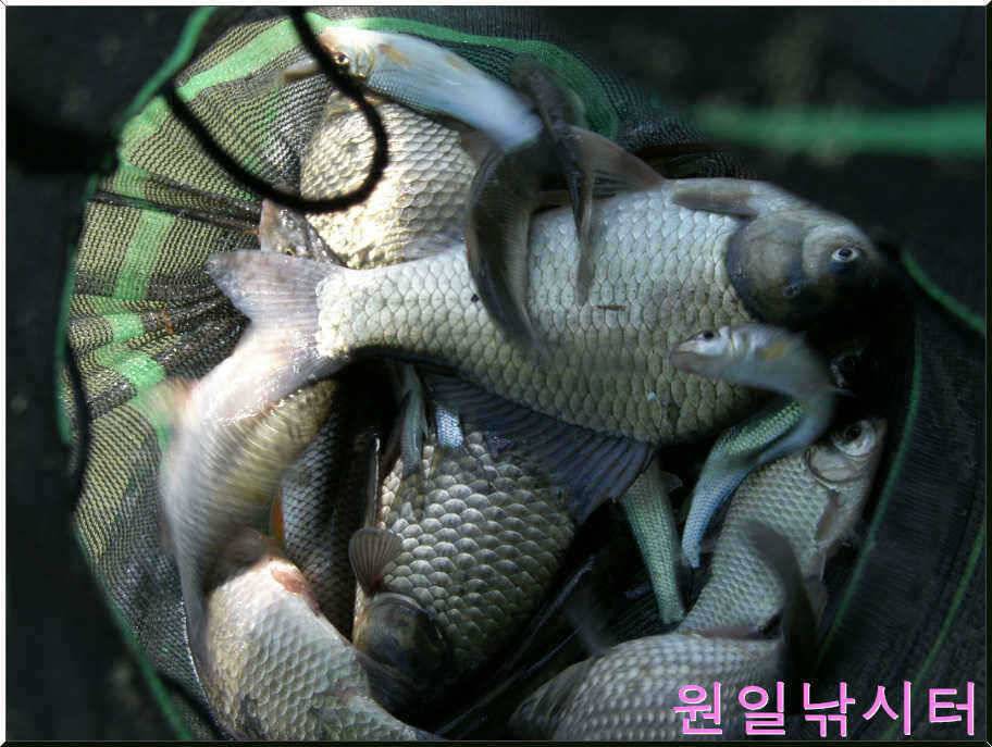 가을문턱에서의 원일조황입니다 (유료터정보 - 유료터점주조황)