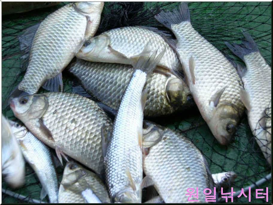 가을문턱에서의 원일조황입니다 (유료터정보 - 유료터점주조황)