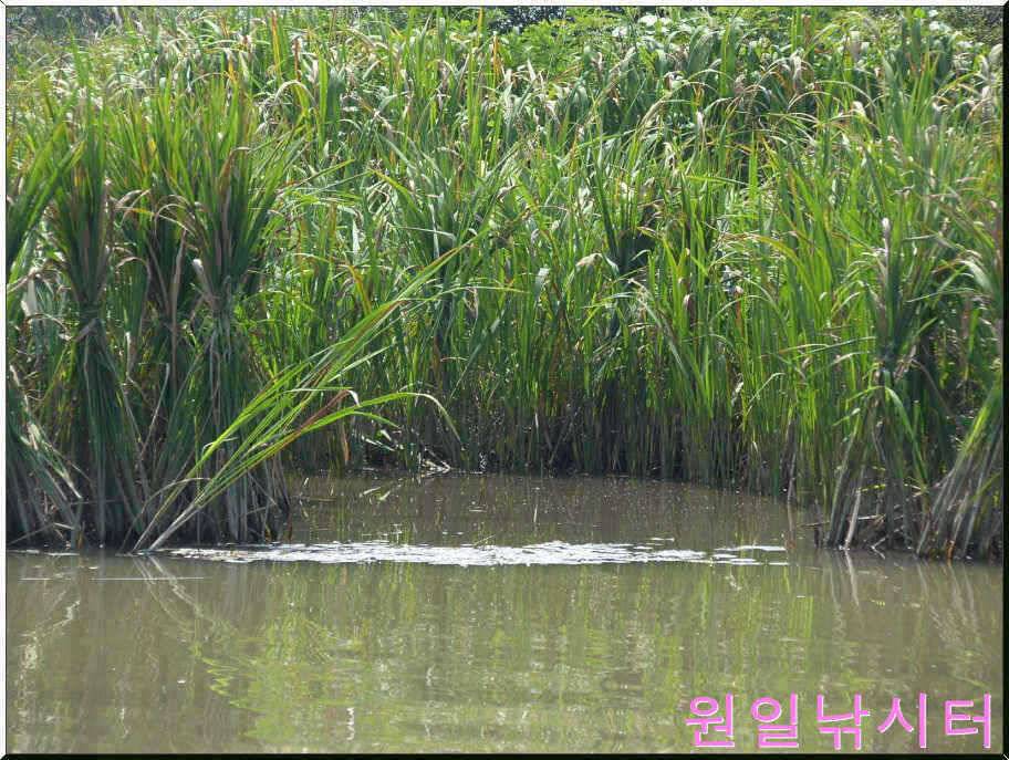 가을문턱에서의 원일조황입니다 (유료터정보 - 유료터점주조황)