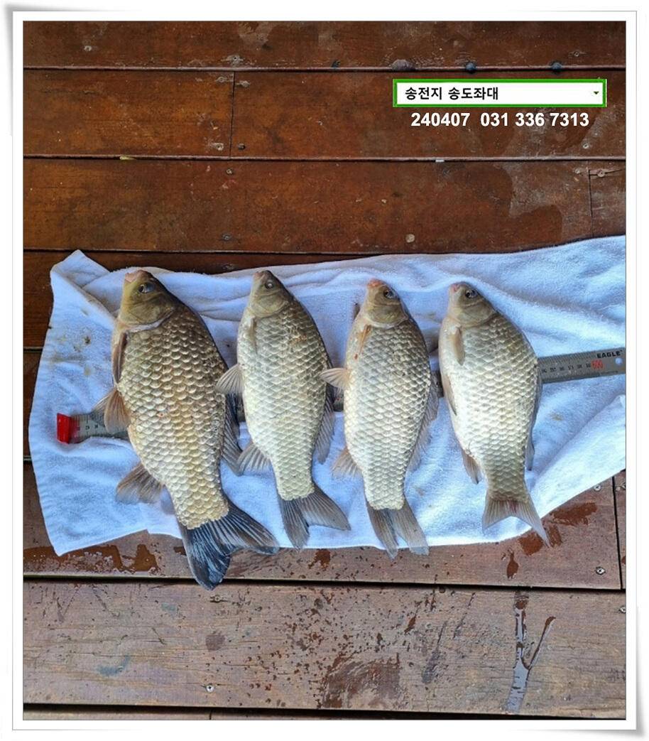 직딩의 4짜 (유료터정보 - 유료터점주조황)