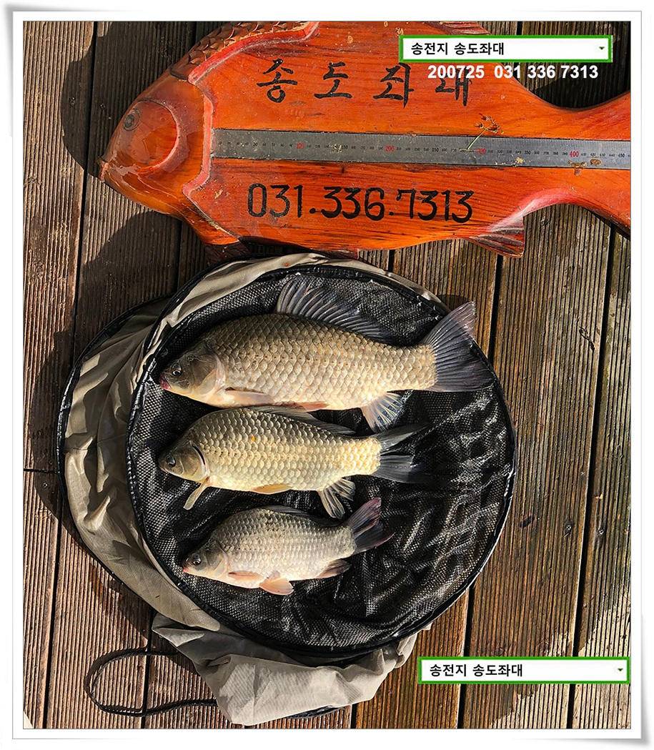 오름장에 덩어리 낚기 송전지 송도좌대 조황 (유료터정보 - 유료터점주조황)
