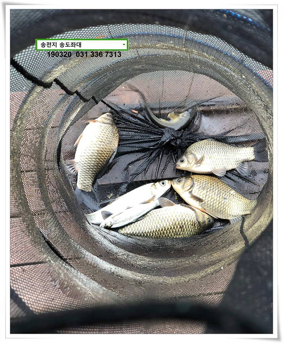 송전낚시터 송도좌대 조황 (유료터정보 - 유료터점주조황)
