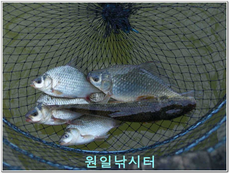 원일낚시터 조황정보 (유료터정보 - 유료터점주조황)