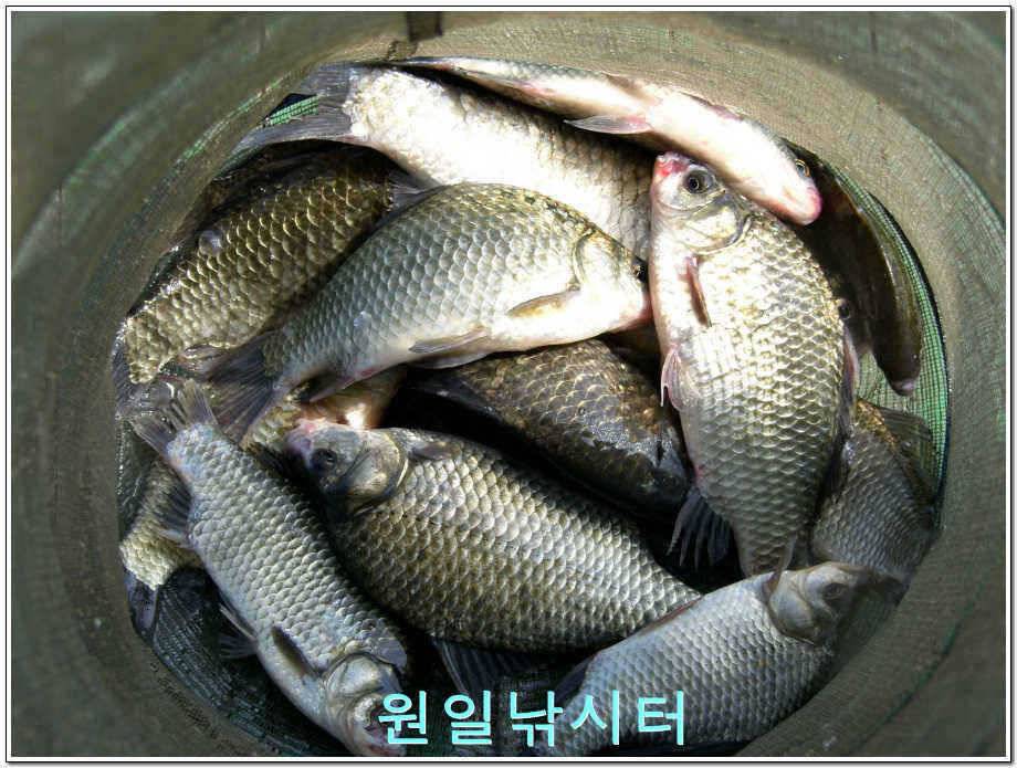 원일낚시터 조황정보 (유료터정보 - 유료터점주조황)