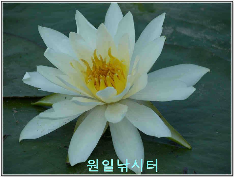 원일낚시터 조황정보 (유료터정보 - 유료터점주조황)