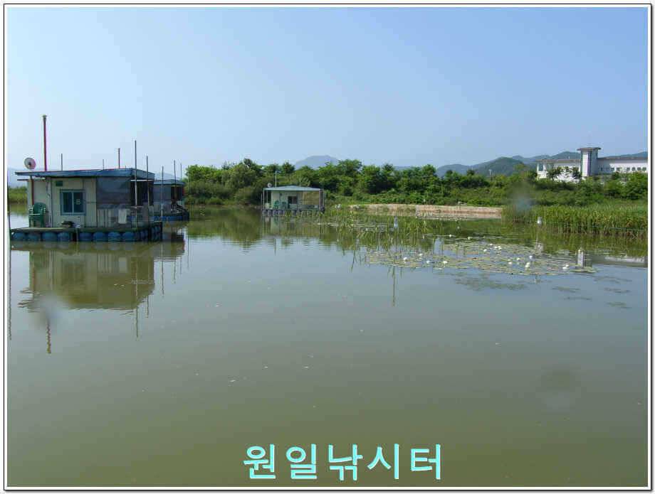원일낚시터 조황정보 (유료터정보 - 유료터점주조황)