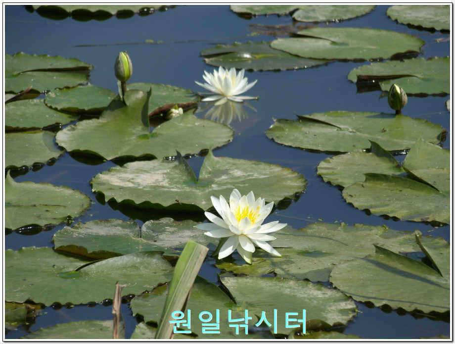 원일낚시터 조황정보 (유료터정보 - 유료터점주조황)